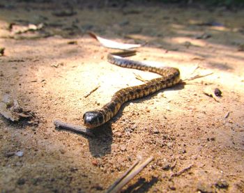 Close-up of snake on field