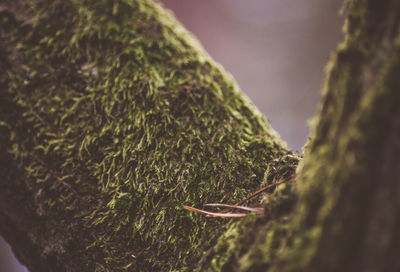 Close-up of moss on tree trunk