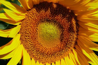 Close-up of sunflower