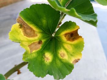 Close-up of plant