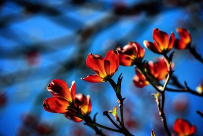 Close-up of red flower