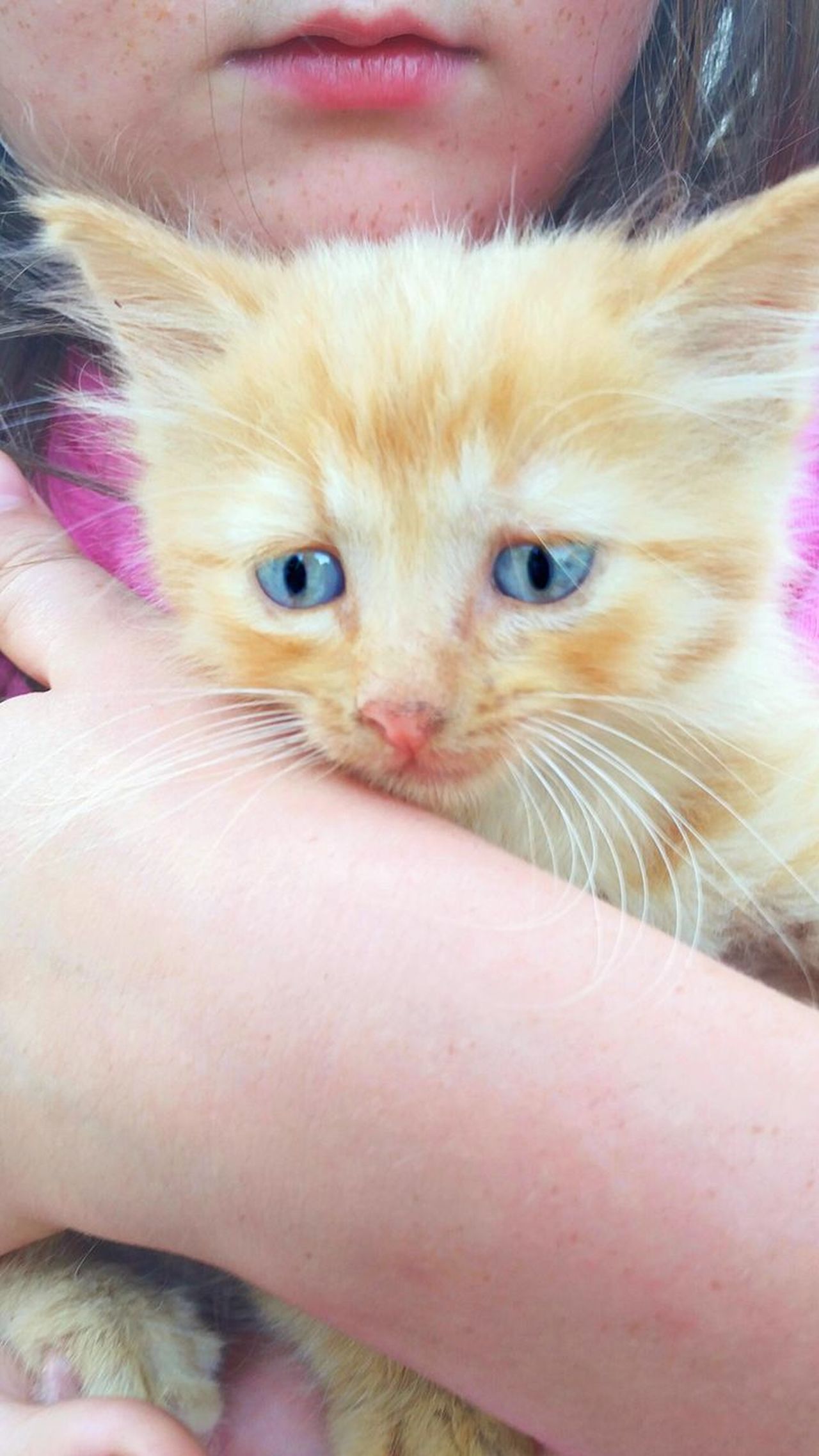 Girl holding a kitten