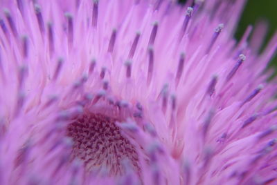 Close-up of purple flower