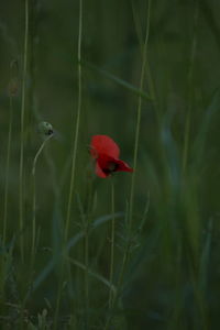 Close-up of red poppy flower