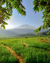 Scenic view of agricultural field against sky