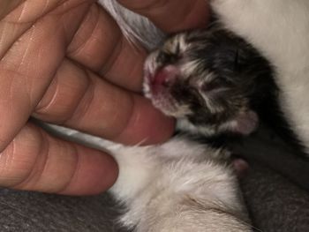 Close-up of cat sleeping