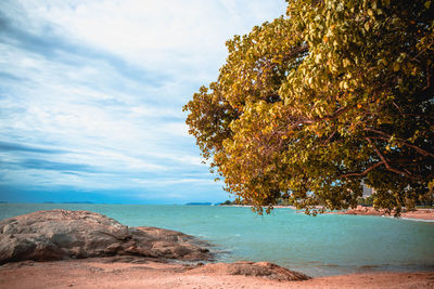 Tree by sea against sky