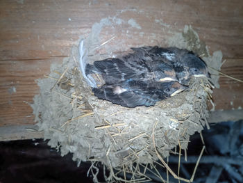 High angle view of bird in nest