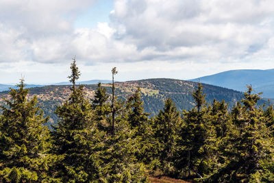 Pine trees on mountain against sky