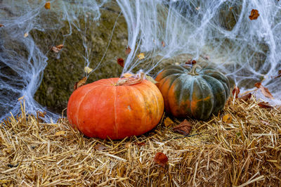 Close-up of pumpkins with spider web.