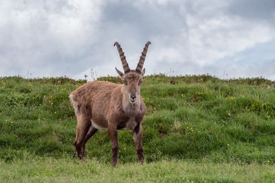 Deer standing in a field