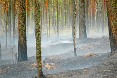 View of trees in forest