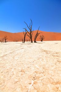 Bare tree on desert against clear blue sky