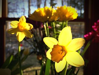 Close-up of yellow daffodil blooming outdoors