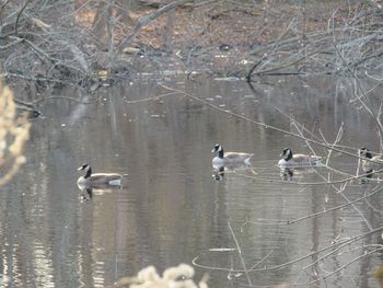 Birds in lake during winter