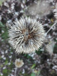 Close-up of wilted dandelion flower on field