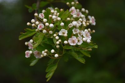 Close-up of hawthorn blossom