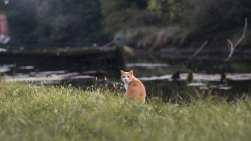 Cat sitting on field