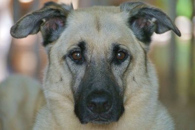 Close-up portrait of dog