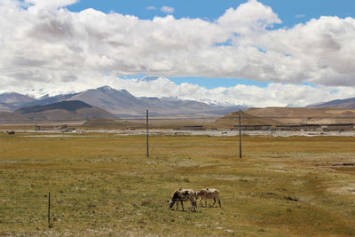 Horse grazing on landscape against sky