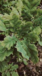 High angle view of fresh green leaf on field
