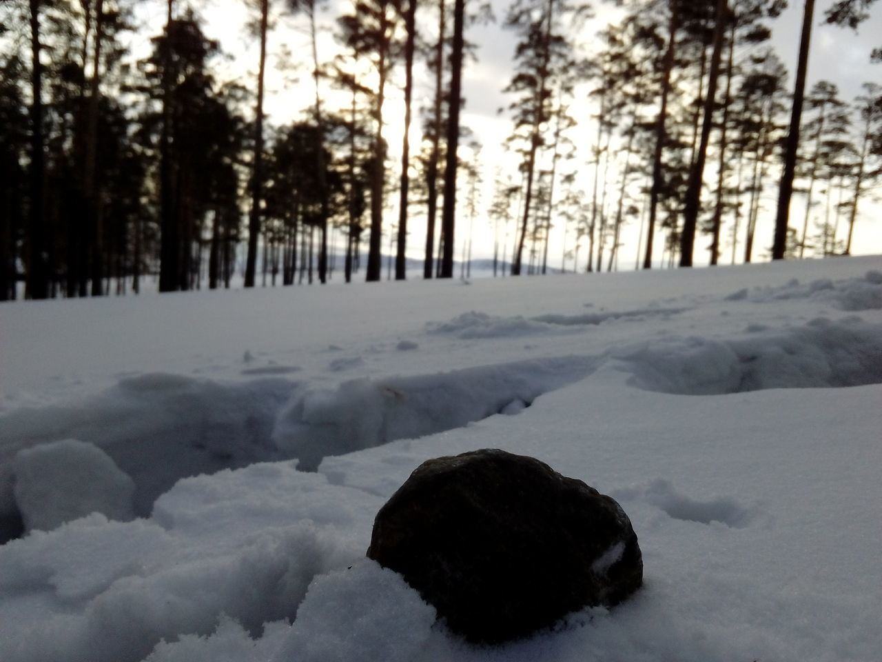 SNOW COVERED TREES IN WINTER