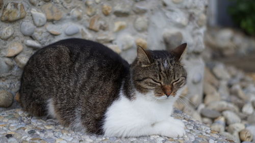 Close-up of a cat