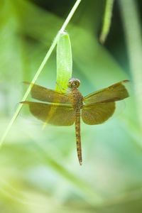 Close-up of insect on leaf