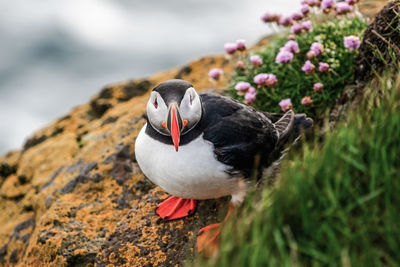 Close-up of a bird on rock