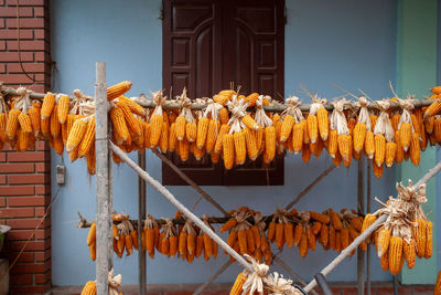 Low angle view of dried hanging against wall