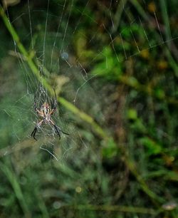 Spider on web