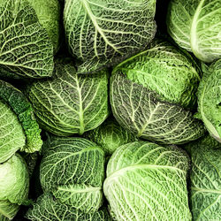 Savoy cabbage background and texture