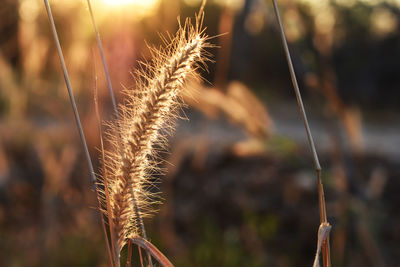 Close-up of wheat growing on field