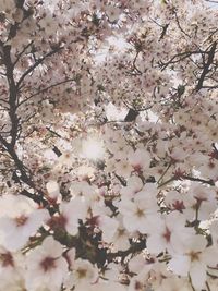 Low angle view of cherry blossoms against sky