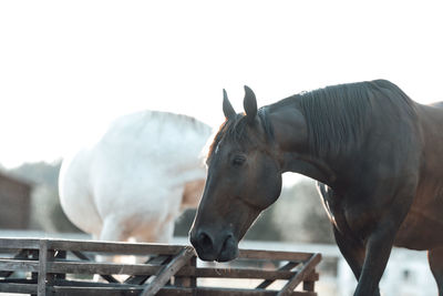 Close-up of a horse against the sky