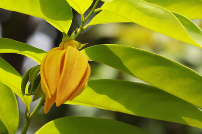 Close-up of yellow flowering plant