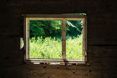 Trees seen through window of abandoned house