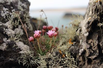 Close-up of pink flowers against blurred background