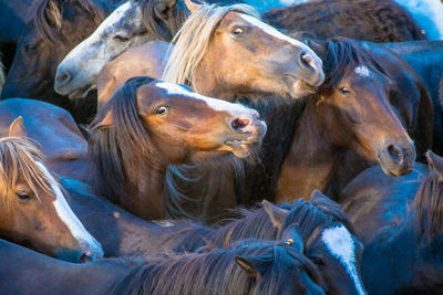 Close-up of horses