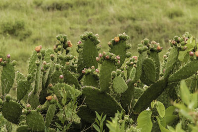 Close-up of cactus growing on field