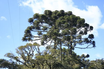 Low angle view of tree against sky