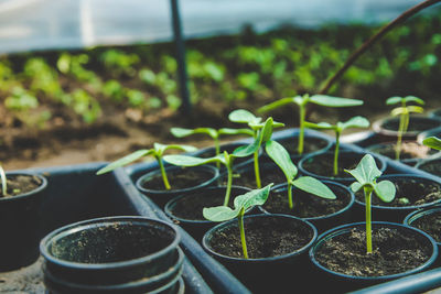 Close-up of potted plant