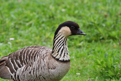 Close-up of a bird on field