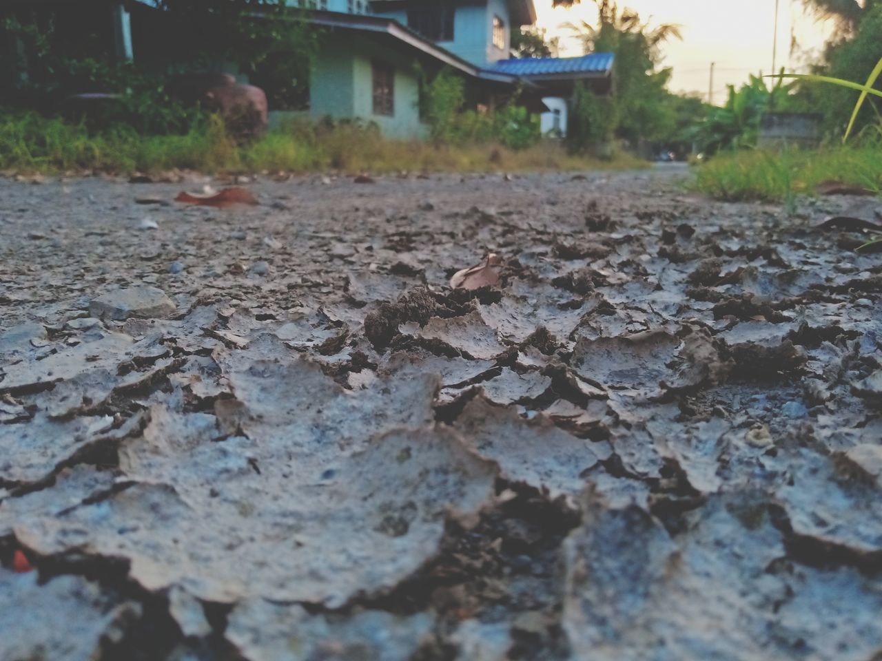 CLOSE-UP OF DRY LEAVES ON STREET IN CITY