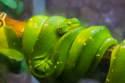 Close-up of green lizard