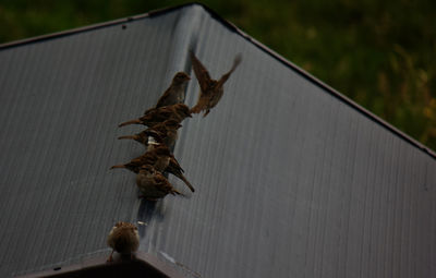 Close-up of crab hanging on railing against wall