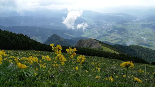 Yellow flowers on field against mountains