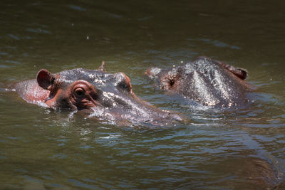 Close-up of a swimming in lake