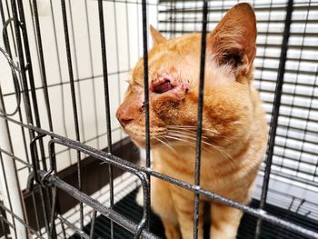 Close-up of a cat in cage