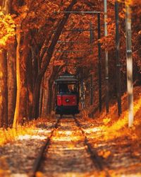 Railroad track amidst trees in forest during autumn